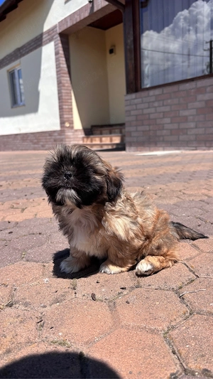 Căței shih-tzu - imagine 4
