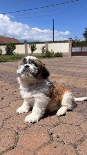 Căței shih-tzu - imagine 3
