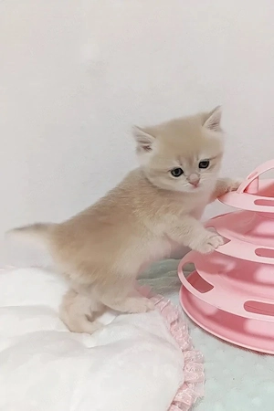 british shorthair 