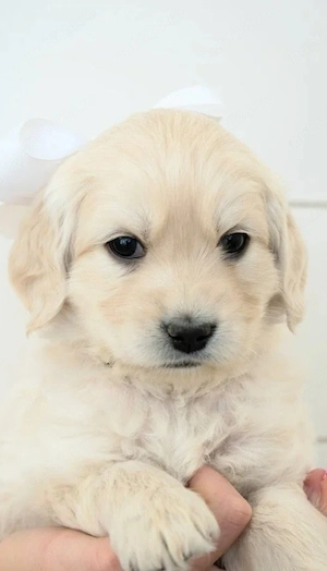 Golden Retriever fetiță 