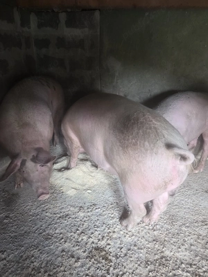 Porci de carne 