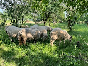 Vând lot de oi breze si miei