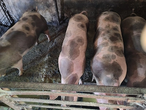 Porci 120-130 kilograme  - imagine 4
