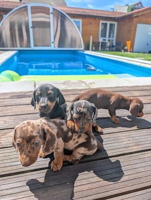 Teckel Dachshund - imagine 2