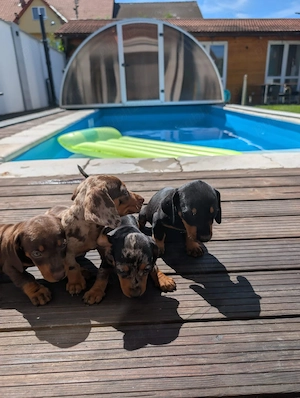 Teckel Dachshund - imagine 3
