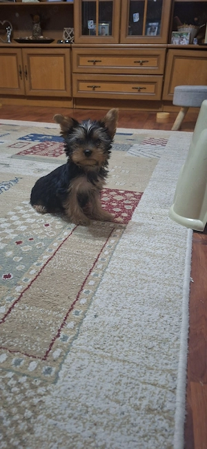 Yorkshire terrier superbi 