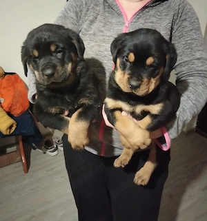 cățeluși rottwailer 