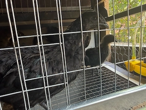 Puisori Ayam Cemani