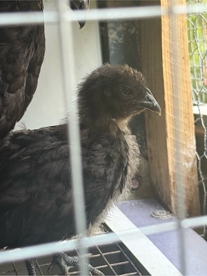 Puisori Ayam Cemani - imagine 2
