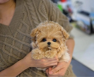 Maltipoo Mini Toy rasa Hiperoalergenica ( nu naparlesc niciodata )
