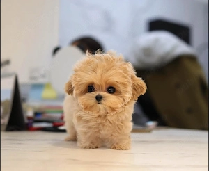 Maltipoo Mini Toy rasa Hiperoalergenica ( nu naparlesc niciodata ) - imagine 2