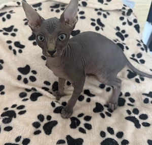Pui Pisica Sphinx Sfinx - imagine 2