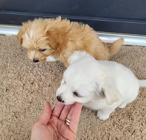 Bichon maltez pui