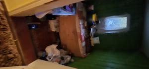 Se vinde casa cu tot cu pământ în poiana stampei sat andrieni 5285 m pătrați  - imagine 10