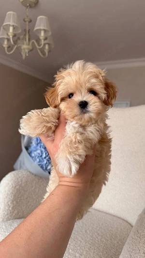 Maltipoo TeaCup ( 2 kg ca si adult ) o jucarie vie , certificate de sanatate. - imagine 2