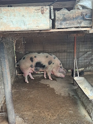 Porci crescuți fără chimicale,BIO..