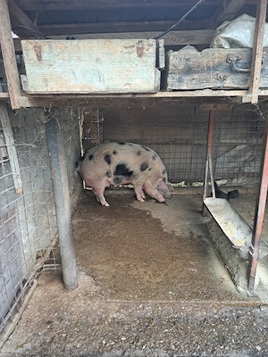 Porci crescuți fără chimicale,BIO.. - imagine 2