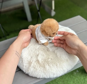 Maltipoo exemplar Mini Toy ( TeaCup ) fata de ursulet - imagine 3