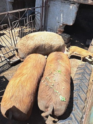 Porci crescuți fără chimicale,BIO.. - imagine 3