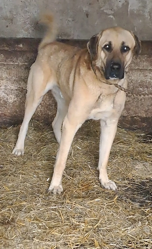 Vând câine ciobănesc Kangal  vârstă 2 ani ,este foarte agresiv la oamenii  - imagine 5