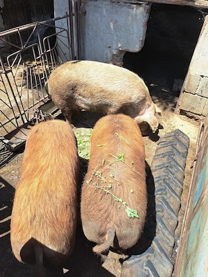Porci crescuți fără chimicale,BIO.. - imagine 4