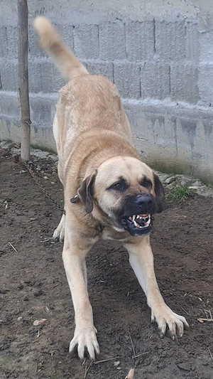 Vând câine ciobănesc Kangal  vârstă 2 ani ,este foarte agresiv la oamenii  - imagine 3