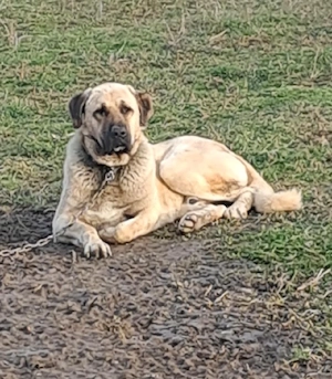 Vând câine ciobănesc Kangal  vârstă 2 ani ,este foarte agresiv la oamenii  - imagine 2