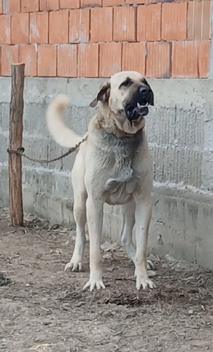 Vând câine ciobănesc Kangal  vârstă 2 ani ,este foarte agresiv la oamenii  - imagine 4
