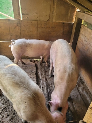 Vând scroafă gestantă și doi porci de carne (100-120 kg). Locație: Monariu, comuna Budacu de Jos. 