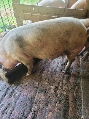Vând scroafă gestantă și doi porci de carne (100-120 kg). Locație: Monariu, comuna Budacu de Jos.  - imagine 2