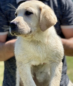 Pui de Labrador Retriever superbi  - imagine 2