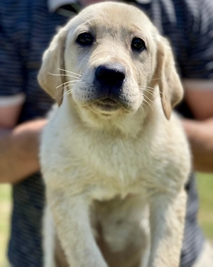 Pui de Labrador Retriever superbi  - imagine 3