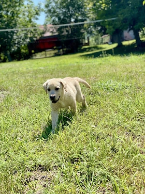 Pui de Labrador Retriever superbi 