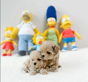 Maltipoo Mini Toy singura rasa Hiperoalergenica ( nu le cade parul in nicio perioada a anului ) - imagine 2