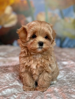 Maltipoo Mini Toy - Partenerul ideal copiilor !  - imagine 4