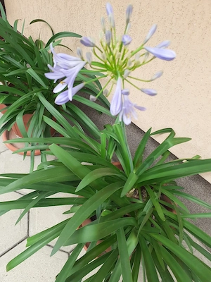 Se vând plante la ghiveci 