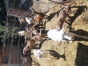 Vînd iezi, țapi de anul trecut capre prețuri bune