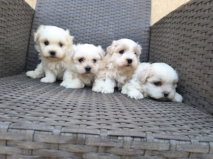 Căței Shitzu rasa pura  - imagine 3