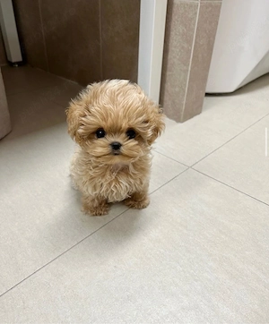 Maltipoo disponibil acum si in miniatura ( Mini Toy ) - imagine 2