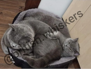 Pui british shorthair blue rasa pura -M - imagine 3
