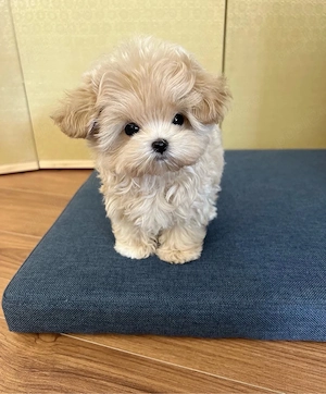Maltipoo TeaCup nu vor depasi greutatea de 2 kg ca si adult ( caramel -capoucino) - imagine 2
