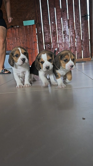 Vând căței Beagle