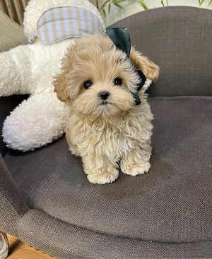 Maltipoo TeaCup nu vor depasi greutatea de 2 kg ca si adult ( caramel -capoucino)