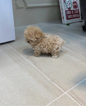 exemplare Maltipoo 10 saptamani exemplar unic ! cantarind 420 gr Mini Toy - imagine 2