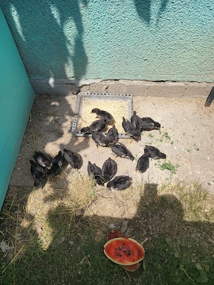 Pui australorp