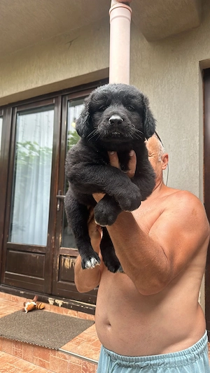 Căței ciobănesc corb originali din părinți foarte buni de pază  - imagine 5