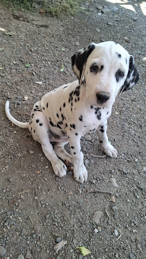 Catei dalmatian  - imagine 5