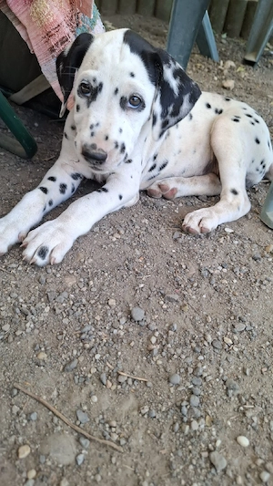 Catei dalmatian  - imagine 3
