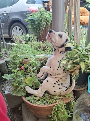 Catei dalmatian  - imagine 2