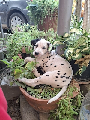 Catei dalmatian 
